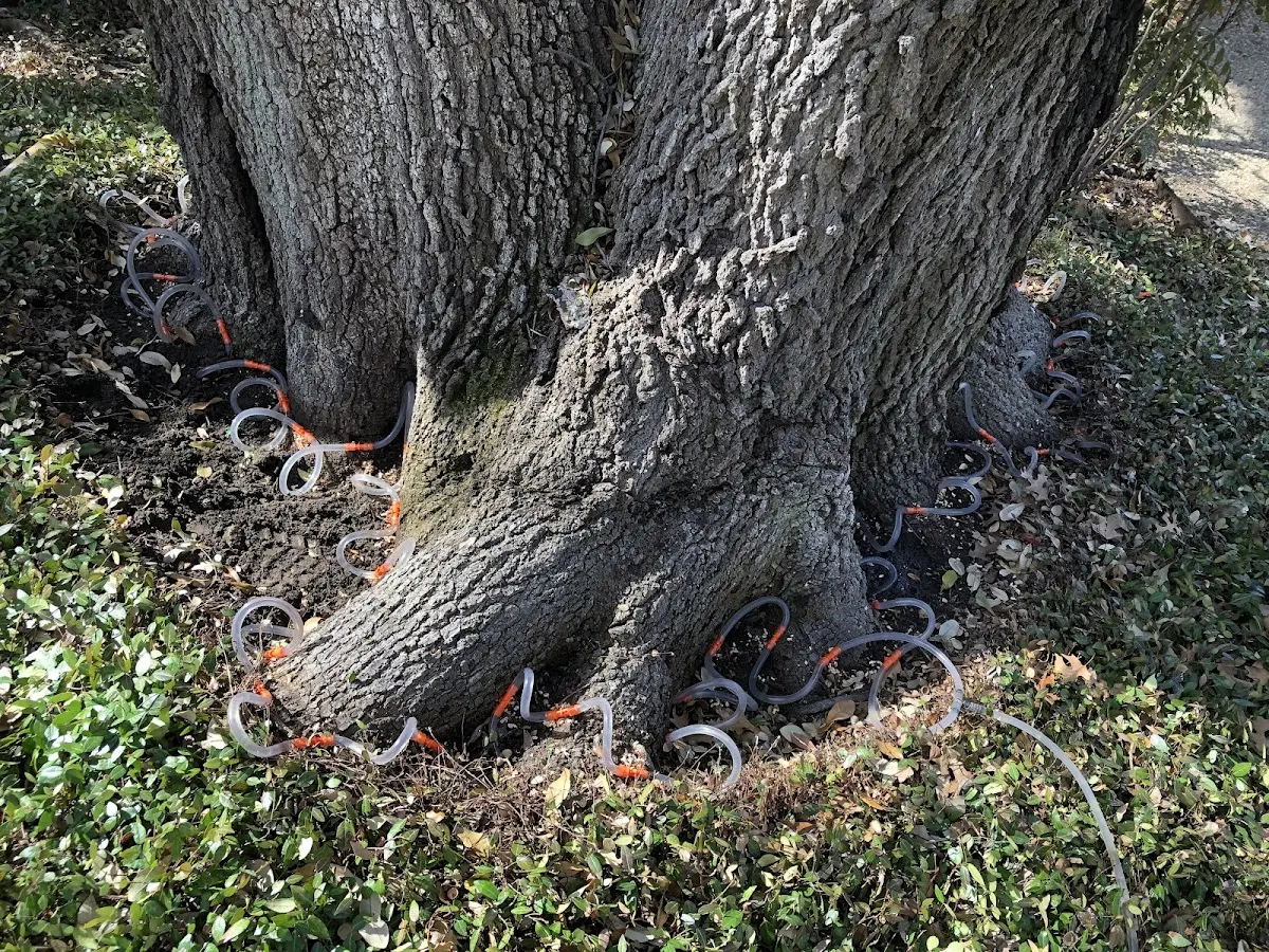 Detailed Tree Cabling and Bracing job site in Hobe Sound